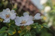 DSC_7471_1920
