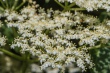 DSC_7474_1920