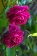 DSC_7477_1920