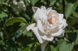 DSC_7487_1920