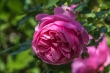 DSC_7489_1920