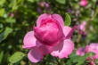 DSC_7491_1920