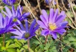 anemone1920