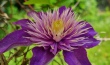 clematis2022