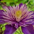 clematis2022