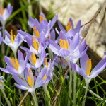 Frühling 2025