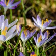 DSC_2599_2400