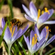 DSC_2599_crop_2400