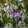DSC_2625_2400