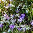 DSC_2627_2400