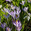 DSC_2630_2400