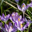 DSC_2635_2400