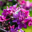 DSC_2678_2400
