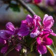 DSC_2683_2400