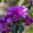 DSC_2685_2400