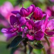 DSC_2690_2400