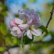 DSC_2696_2400