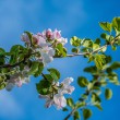 DSC_2704_2400