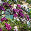DSC_2710_2400