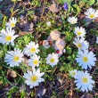 anemonen