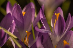 Frühlingsfotos 2023