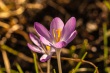 DSC_0670_1920