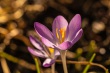 DSC_0671_1920
