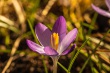 DSC_0675_1920