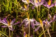 DSC_0681_1920