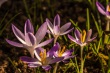DSC_0687_1920