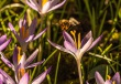 DSC_0696_crop_1920