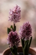 DSC_0908_1920