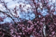 DSC_0919_1920