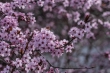 DSC_0925_1920
