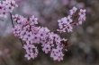 DSC_0933_1920