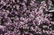 DSC_0937_1920