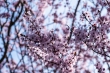 DSC_0948_2400