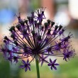 D72_2792_1920