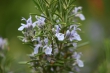 DSC_0846_1920