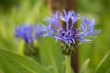 bergflockenblume1920