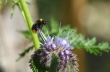 hummelaufphacelia1920