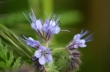 phacelia1920