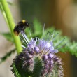 hummelaufphacelia1920