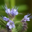 phacelia1920