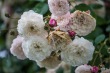 DSC_4823_1920