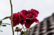 DSC_4830_1920