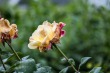 DSC_4833_1920