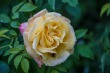 DSC_4834_1920