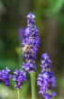 DSC_4858_crop_1920