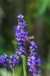DSC_4860_1920